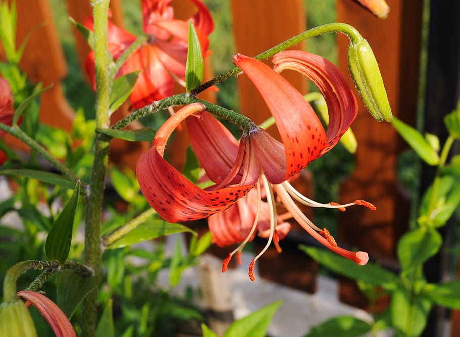 selective focus photography of red glory lily in bloom, Flowers HD wallpaper