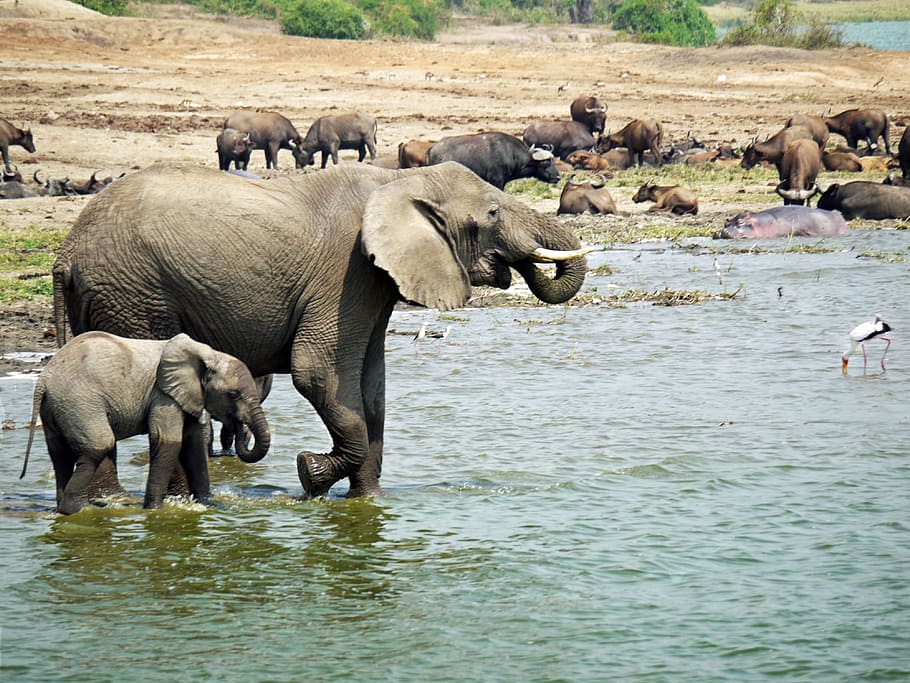 elephant with calf on body of water near herd of water buffalo during daytime HD wallpaper