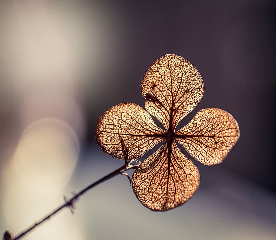 focus photo of brown hydrangea flower, macro photography of brown Hydrangea flower HD wallpaper