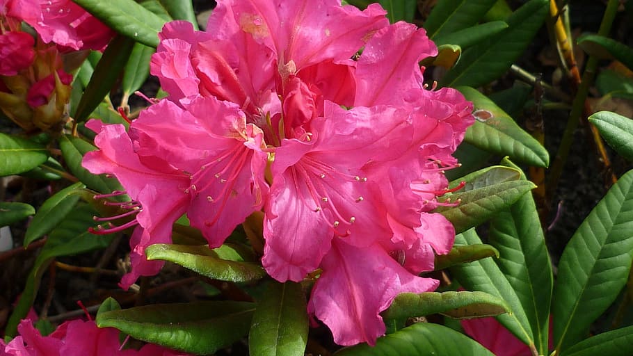 Red rhododendron 1080P, 2K, 4K, 5K HD wallpapers free download