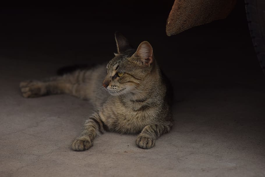 Cat, Lying, Low, Self, Profile, cat lying, low self, lying cat HD wallpaper