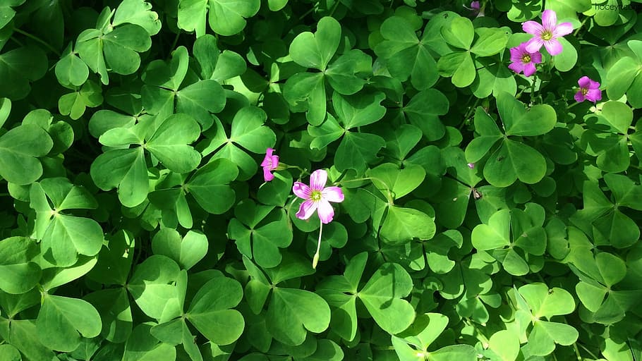 clover, nature, green, leaf, natural, flower, flowering plant HD wallpaper