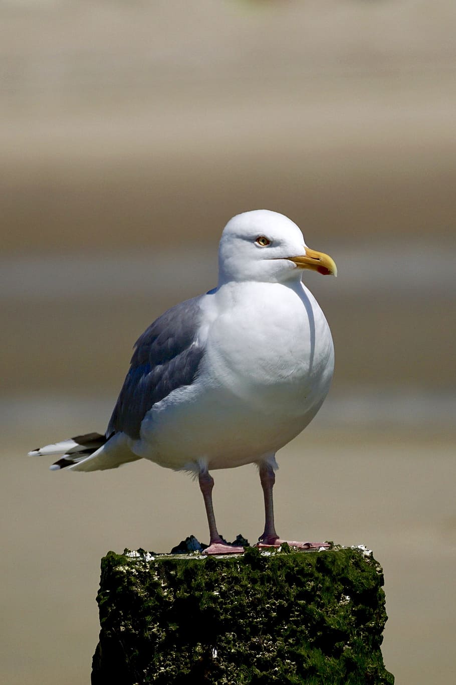 Gull, Sit, Bird, Animal, Recover, Beach, rest, sand beach, wait HD wallpaper