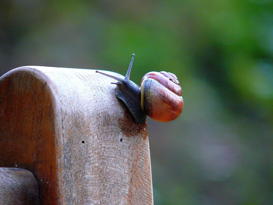 snail, shell, close, snail shell, mollusk, slowly, nature, animals HD wallpaper