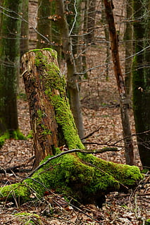 wood, moss, nature, tree, tribe, bark, autumn, season, plant HD wallpaper