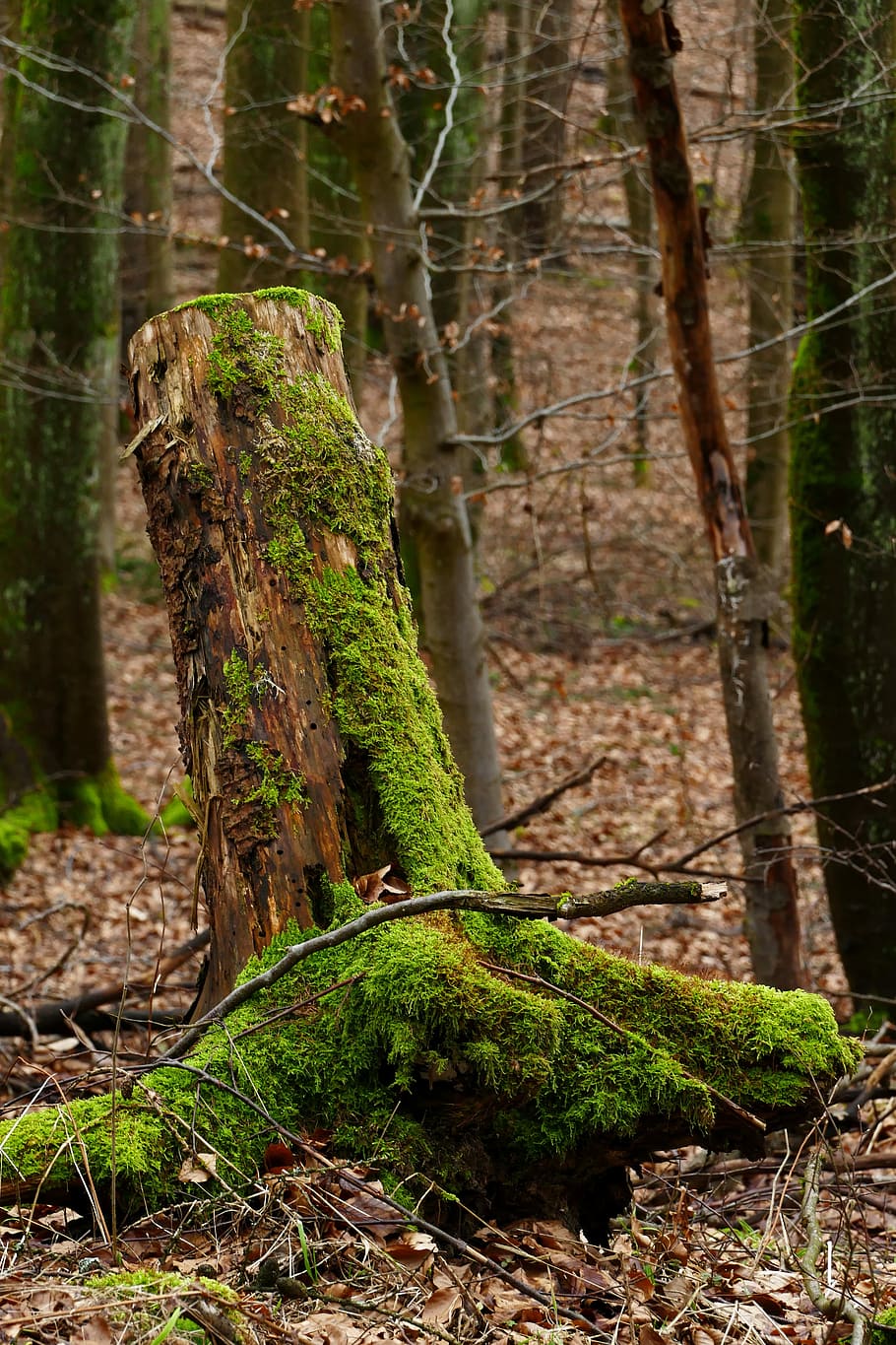 wood, moss, nature, tree, tribe, bark, autumn, season, plant HD wallpaper