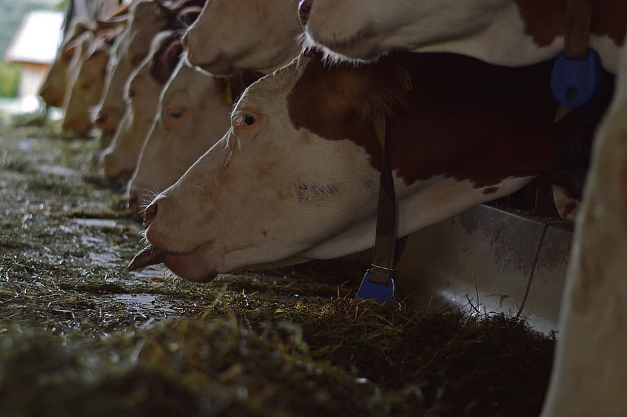 Cows, Farm, Feeding, Animals, Nature, cattle, agriculture, livestock HD wallpaper