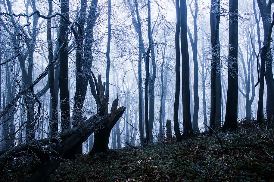 winter, forest, trees, frost, landscape, nature, winter forest HD wallpaper
