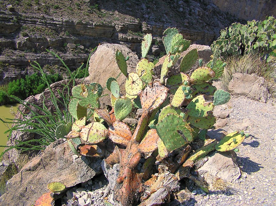 Big Bend, Texas, Landscape, Scenic, cactus, cacti, mountains HD wallpaper
