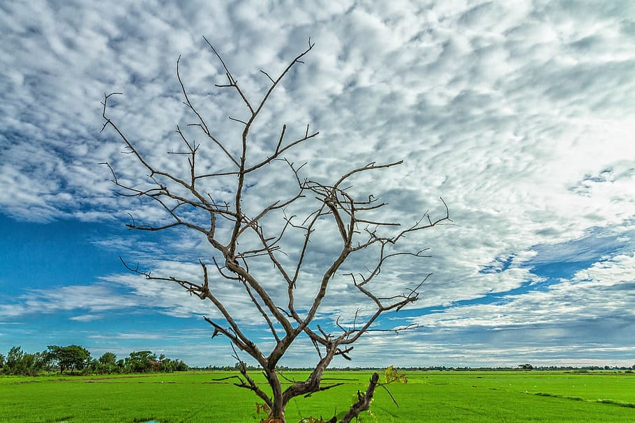 backlit, sky, twigs, silhouette, cloud - sky, tree, plant, nature HD wallpaper