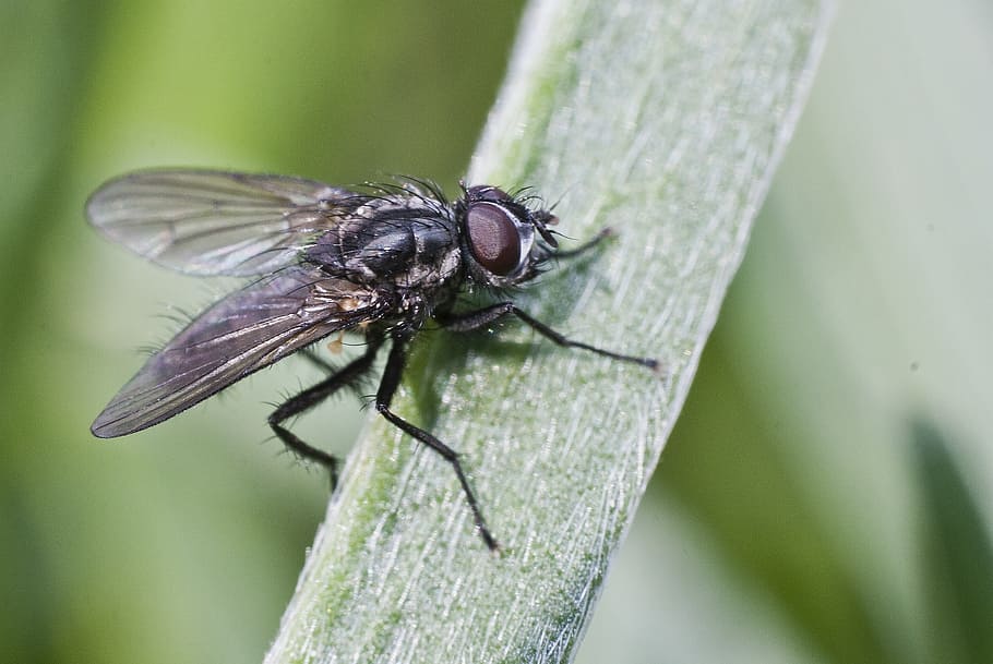 fly, leaf, nature, halm, close, plant, grass, blade of grass HD wallpaper