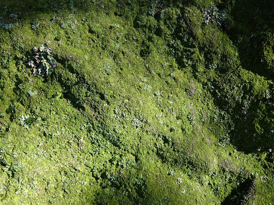 moss, lichen, stone, macro, green, nature, sun, texture, rough HD wallpaper
