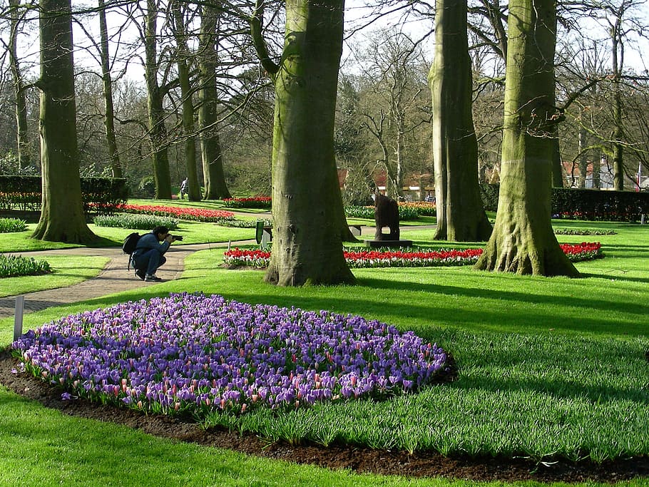 parks, trees, forest, plant, flower, growth, flowering plant HD wallpaper