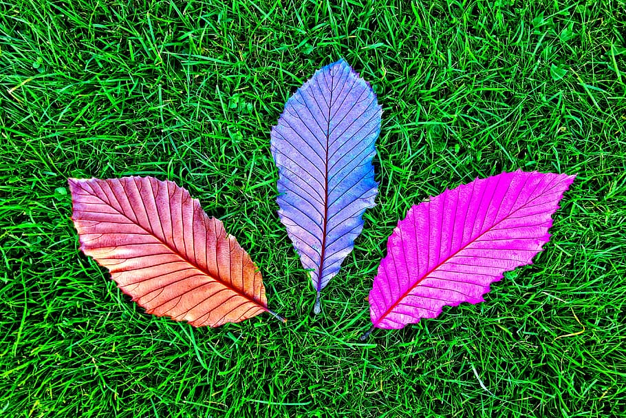 three assorted-colored leaves on grass, leaf, fallen leaves HD wallpaper