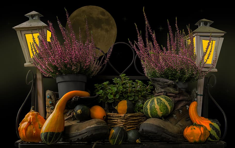 photography of vegetable arrangement, autumn mood, pumpkin, star, HD wallpaper