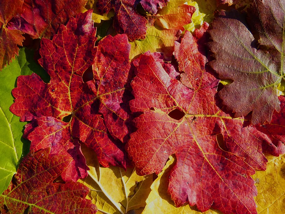 leaves, autumn, red, texture, background, vine, plant part HD wallpaper