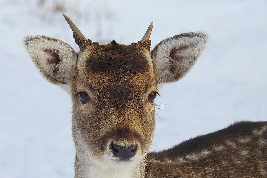 shallow focus photography of brown deer, hirsch, young deer HD wallpaper
