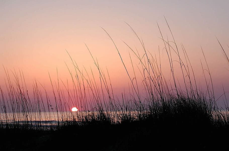 Sea Grass, Sunrise, Hilton Head, sea gulls, sunset, silhouette, HD wallpaper