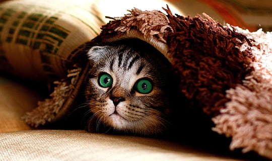 gray cat under mat, blanket, hide, cute, cheeky, funny, animal themes HD wallpaper