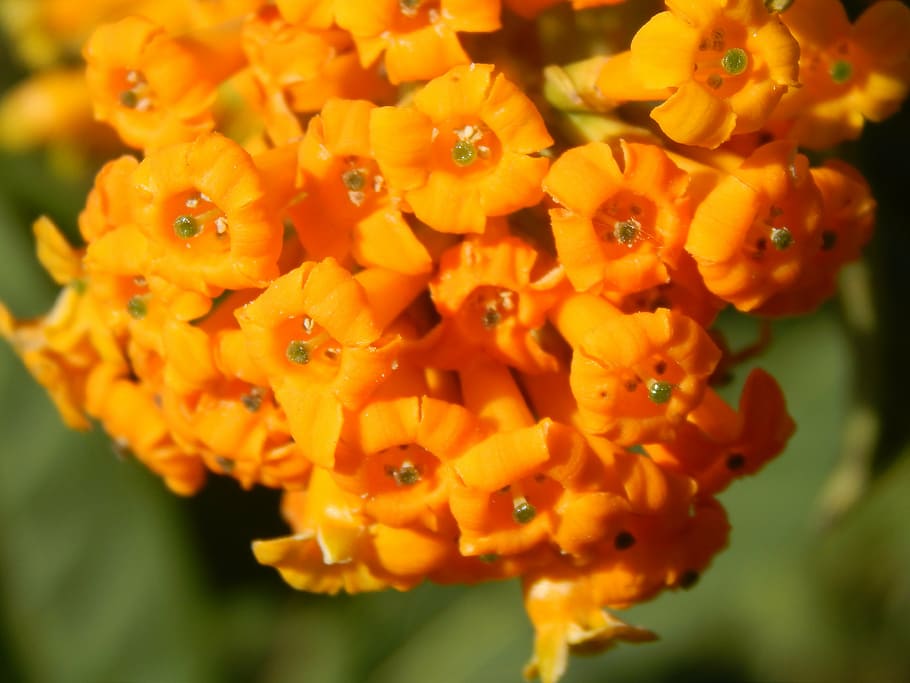 flowers oranges, wild, unusual, spring, macro, petal, fragility HD wallpaper