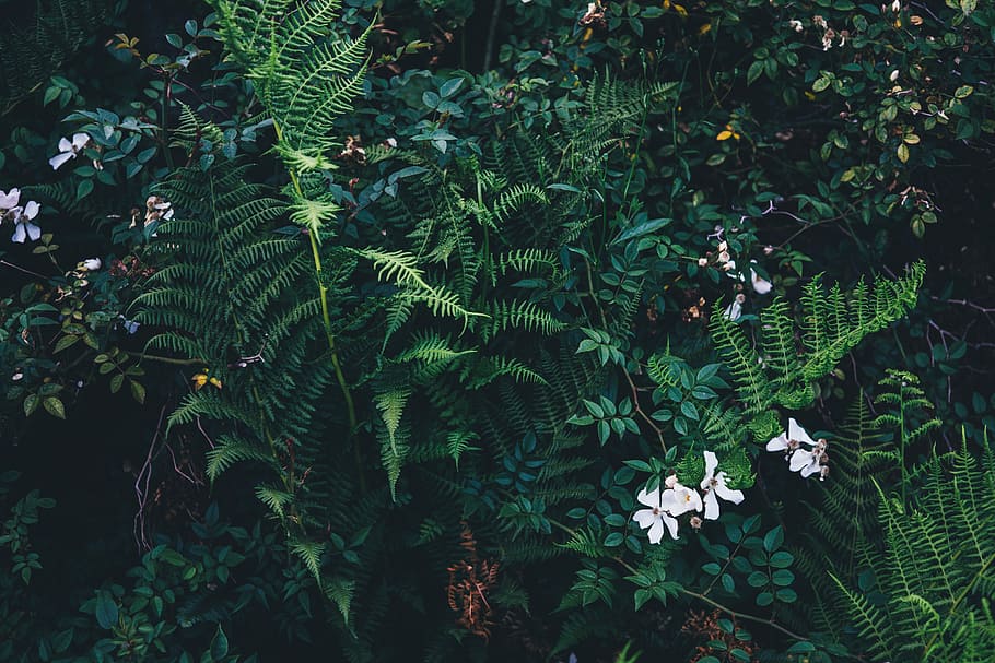 white petaled flower with green leafed plants, close-up photography of white petaled flower and green leafed plants HD wallpaper