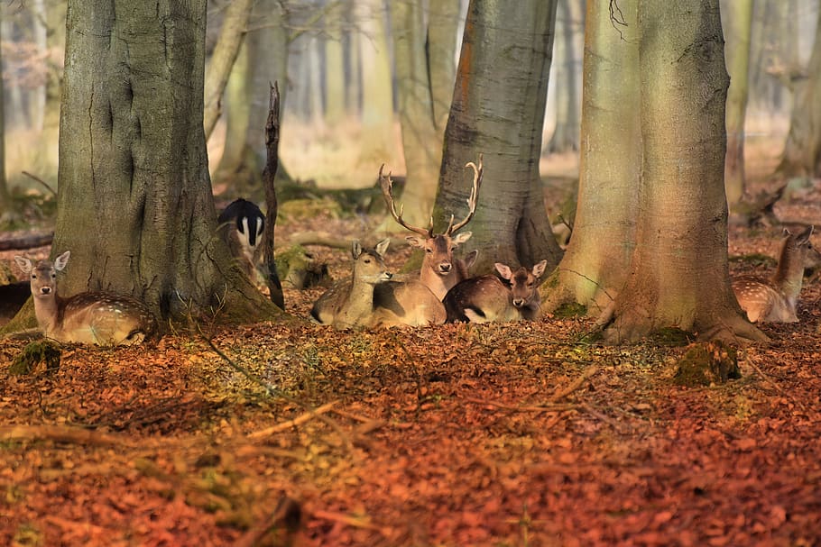 wood, tree, nature, leaf, animal themes, animals in the wild HD wallpaper