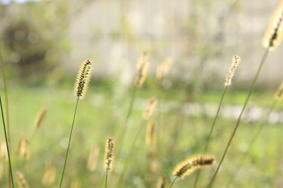 grass, summer, meadow, weeds, nature, field, blades of grass HD wallpaper