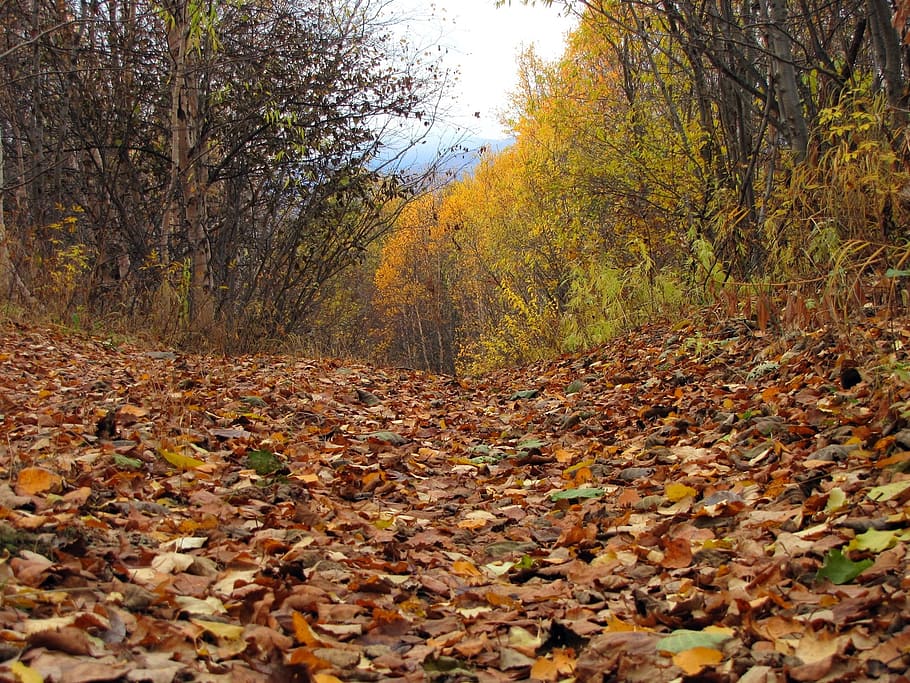 autumn forest, mountains, fall colors, golden autumn, listopad, HD wallpaper