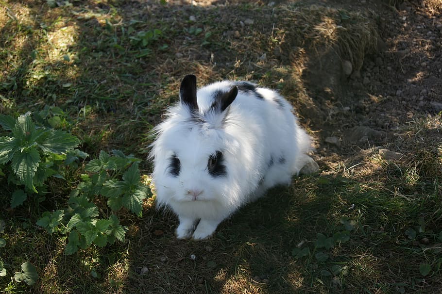 hare, rabbit, pet, cute, white, mammal, animal themes, one animal HD wallpaper