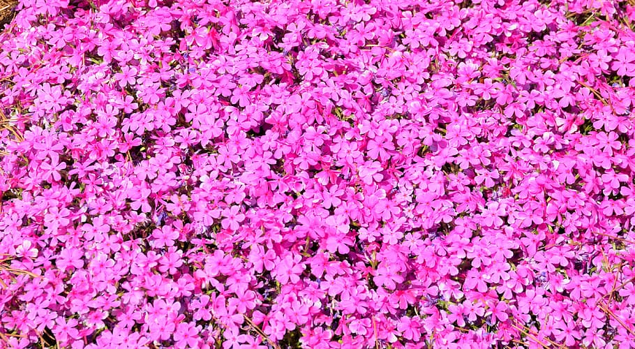 pink phlox flowers, vibrant pink floral, blossom, spring, bloom, HD wallpaper