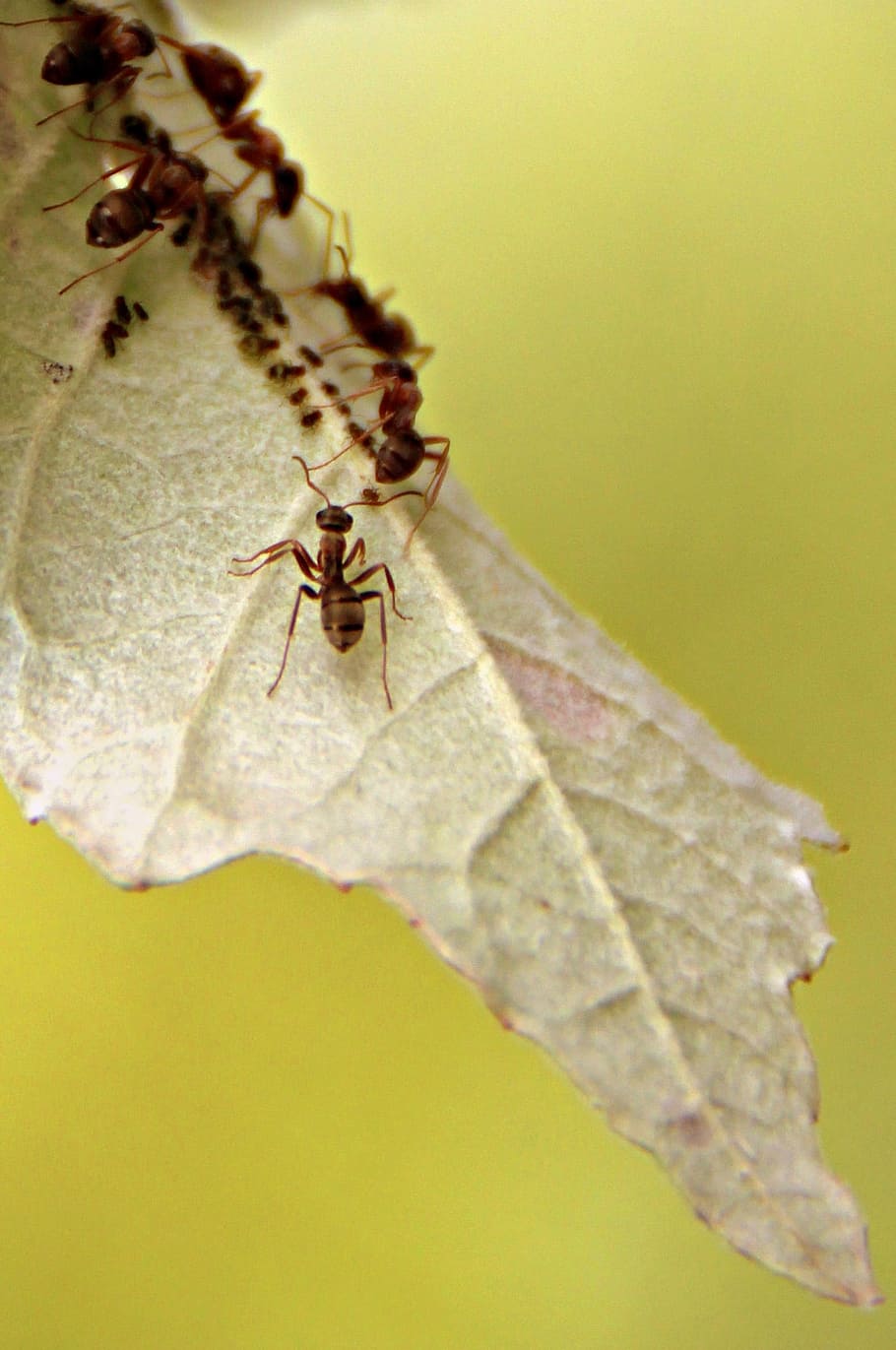 Ants, Leaf, Colony, Insects, animals in the wild, animal themes HD wallpaper