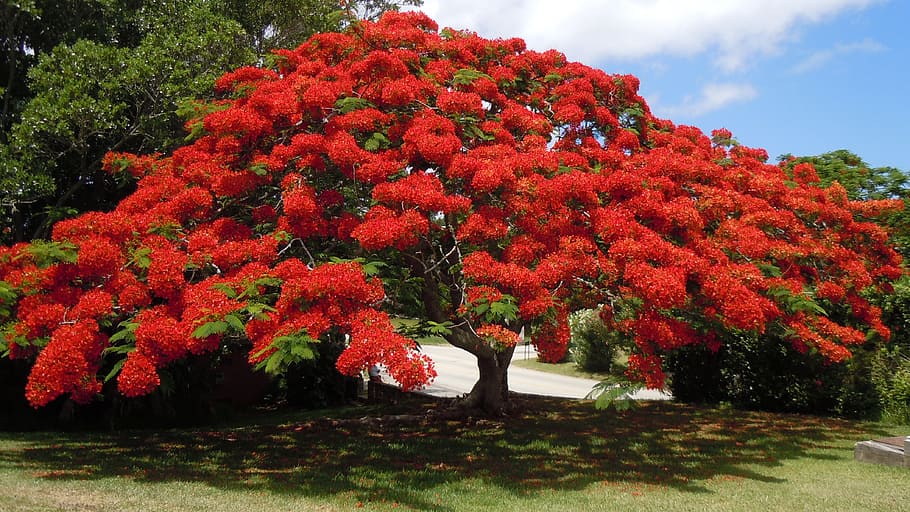 clustered red leaf tree, flowering tree, poinsiana, bermuda, floral, HD wallpaper