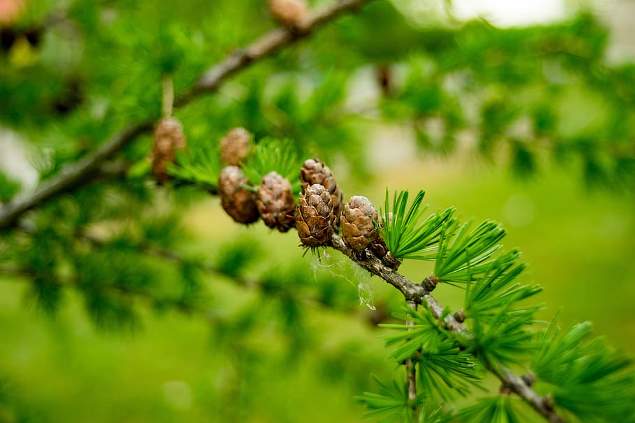 larch, needles, pine, leaf, nature, tree, sprig, iglak, coniferous HD wallpaper