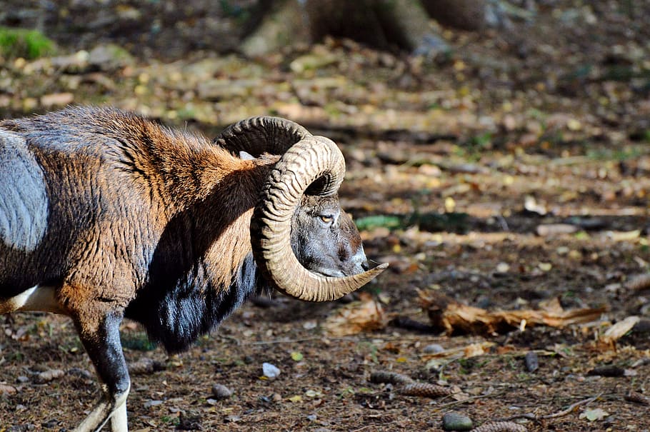 mouflon, aries, wild animal, european mouflon, ungulate, horned, HD wallpaper