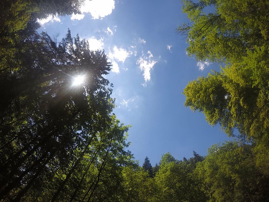 sky, forest, sunbeam, summer, trees, nature, outdoors, sunlight HD wallpaper