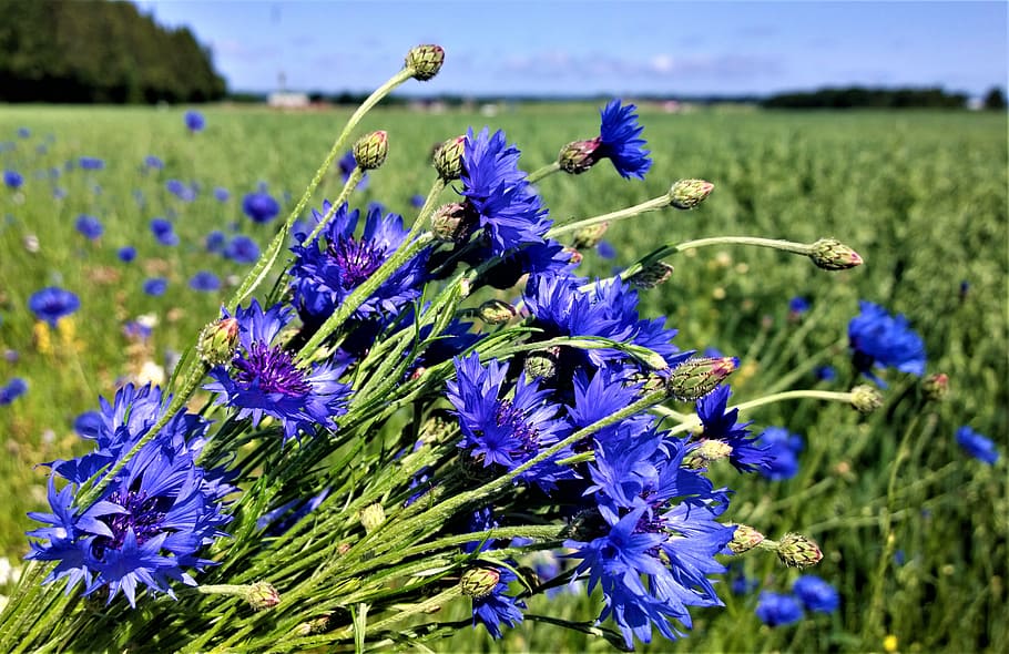 focus photo of blue flowers, cornflower, flower bed, summer meadow, HD wallpaper