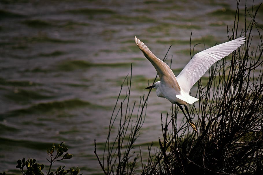 bird, waters, nature, lake, wildlife, swamp, outdoor, animal HD wallpaper