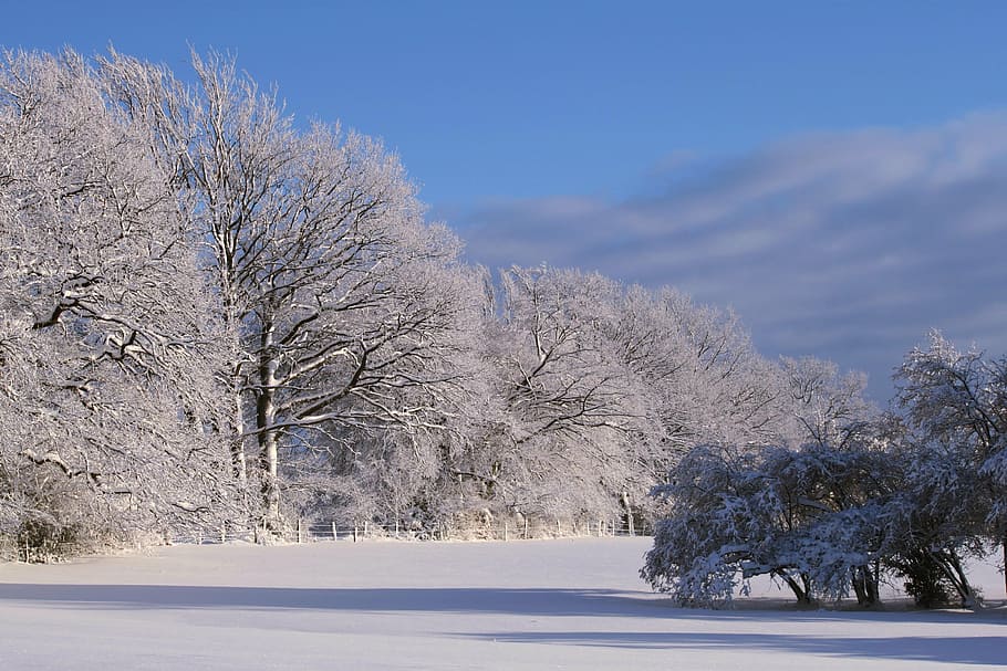 winter, snow, wintry, winter forest, snowy, trees, winter dream HD wallpaper