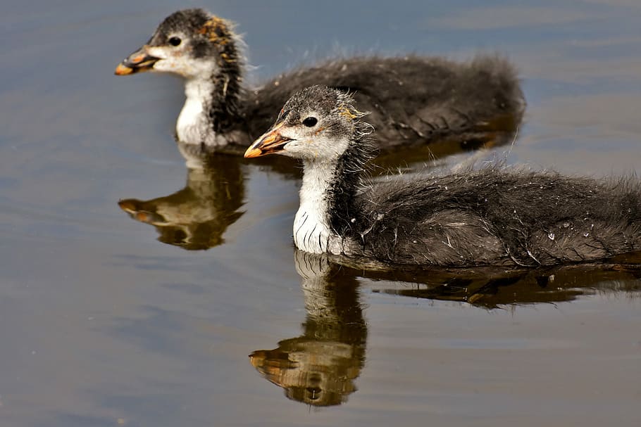 two black ducklings on body of wataer, coots, chicks, waters HD wallpaper