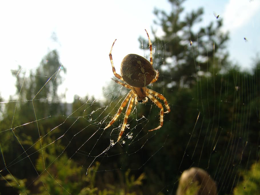 spider, hotel, insect, spider's web, nature, macro, cobweb HD wallpaper
