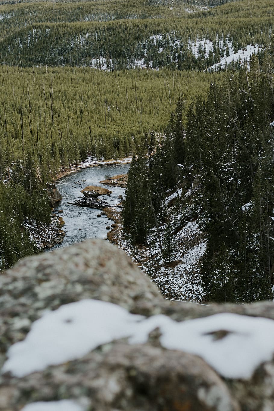 landscape photography of trees and river, tall trees at daytime HD wallpaper