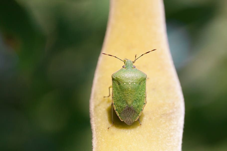 bug, leaf bug, green, insect, insecta, animal, macro, close HD wallpaper