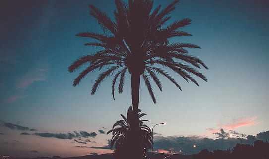silhouette of palm trees, silhouette of tree, beach, night, light HD wallpaper