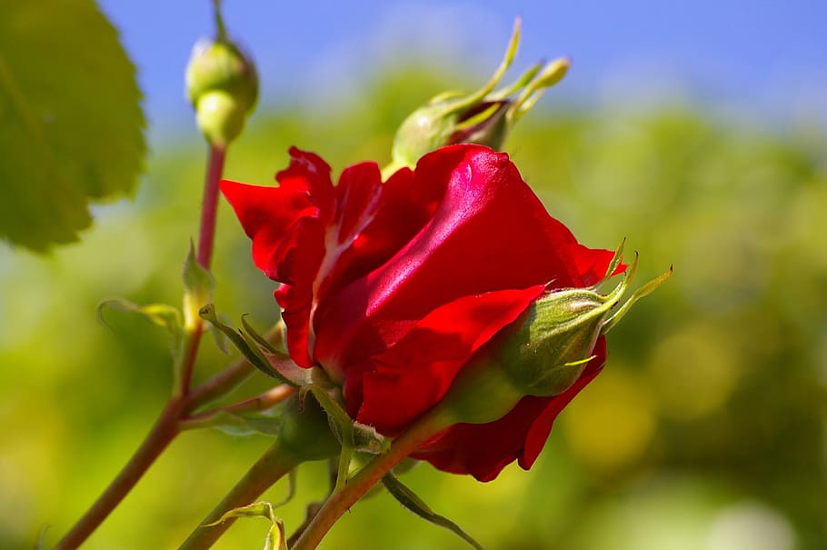 Red Rose, Flower, Blossom, Bloom, rosebud, climbing rose, garden, HD wallpaper