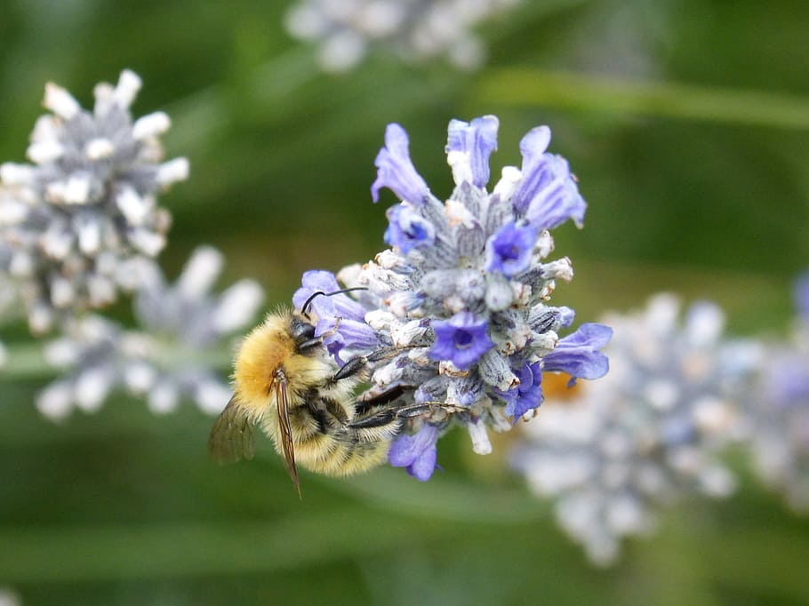 drone, libar, wild flower, lavender, flowering plant, freshness HD wallpaper