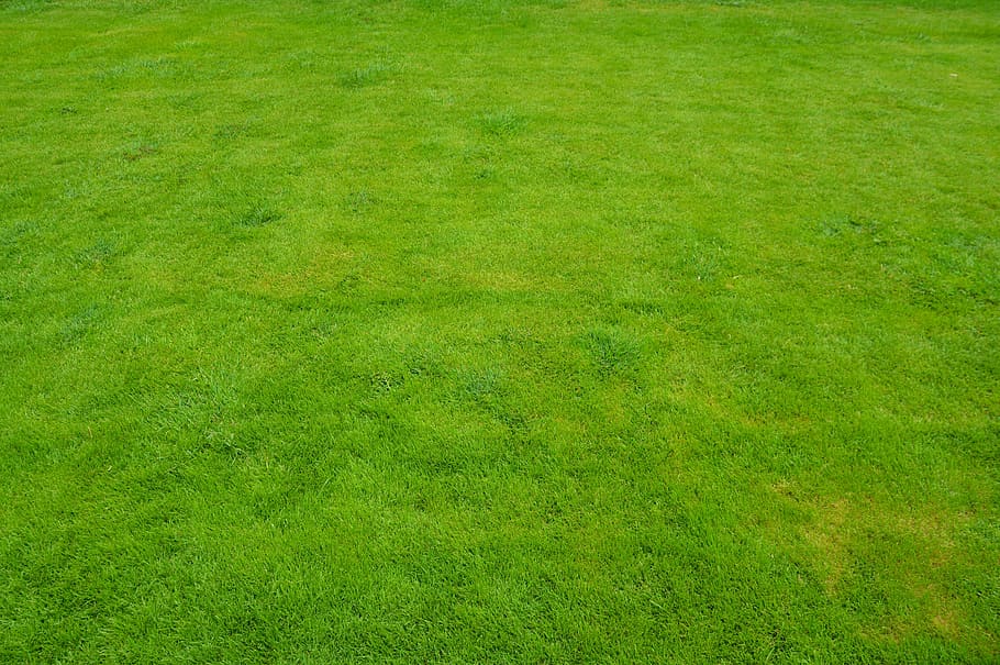 view of green lawn, lawn, grass, grass, green, summer, garden, HD wallpaper