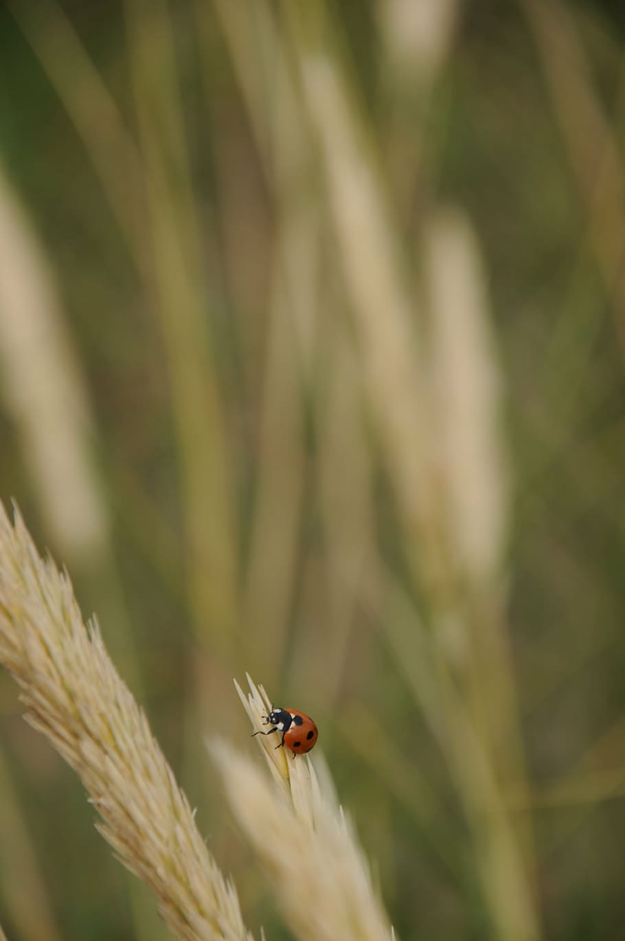 ladybug, straw, animals, red, invertebrate, insect, one animal HD wallpaper