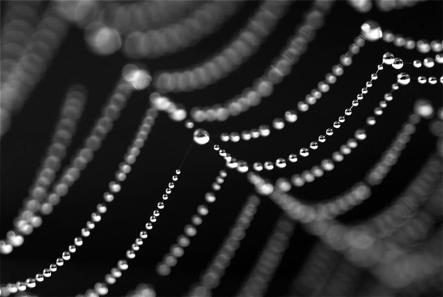 cobweb, jewels, close-up, no people, selective focus, pearl jewelry HD wallpaper