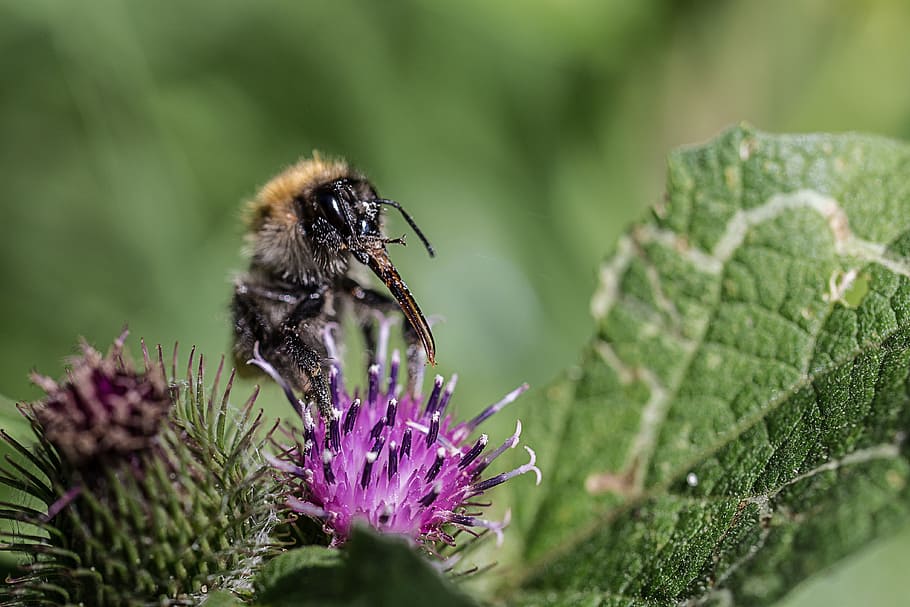 nature, insect, plant, leaf, close, animal themes, animal wildlife HD wallpaper