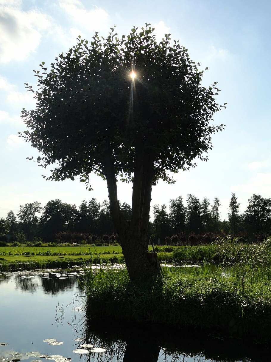 tree, the brook, poland, plant, sky, water, reflection, lake HD wallpaper